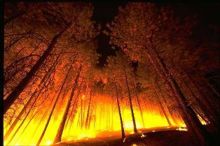 Wildfire in a Forest